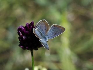 �okg�zl� Diana Mavisi&nbsp;(Polyommatus&nbsp;diana)