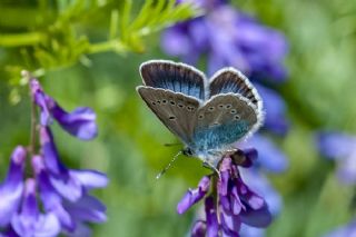 okgzl Diana Mavisi (Polyommatus diana)