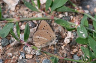 Erivan Anormal �okg�zl�s�&nbsp;(Polyommatus&nbsp;eriwanensis)