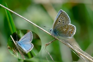 okgzl Kafkasya Erosu (Polyommatus erotulus)