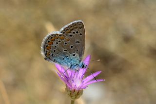 okgzl Mavi (Polyommatus icarus)