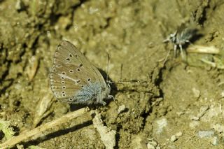 okgzl Geranium Mavisi (Polyommatus eumedon)