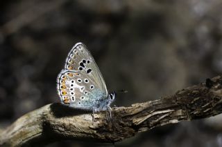 okgzl Geranium Mavisi (Polyommatus eumedon)