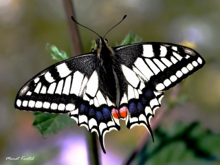 Krlangkuyruk (Papilio machaon)
