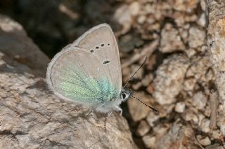 okgzl Fatma Mavisi (Polyommatus fatima)