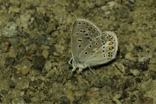 okgzl Eros (Polyommatus eros)