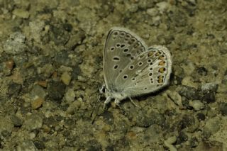 okgzl Eros (Polyommatus eros)