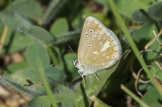 okgzl Toros Mavisi (Aricia isauricus)