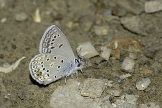 okgzl Gm Mavi (Albulina loewii)
