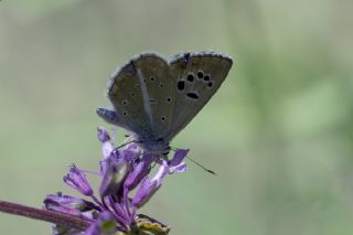 okgzl Selam Mavisi (Polyommatus merhaba)