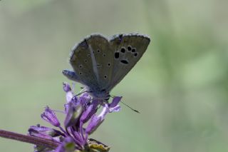 okgzl Selam Mavisi (Polyommatus merhaba)