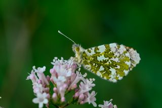 Turuncu Ssl (Anthocharis cardamines)