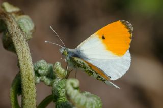 Turuncu Ssl (Anthocharis cardamines)