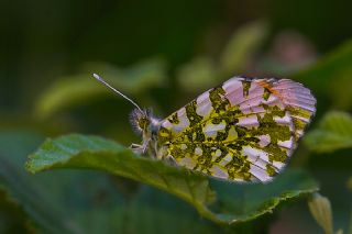 Turuncu Ssl (Anthocharis cardamines)