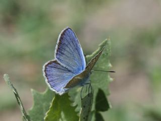 okgzl Kunchuy Mavisi (Polyommatus schuriani)