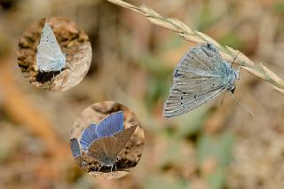 Sertavul okgzls (Polyommatus sertavulensis)