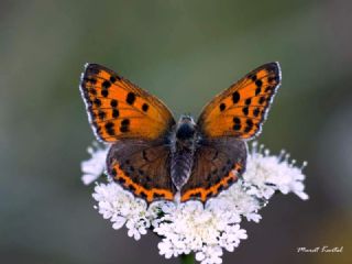 Benekli Bakr Gzeli (Lycaena phlaeas)