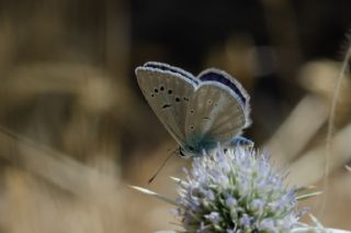 �okg�zl� T�rk Mavisi&nbsp;(Polyommatus&nbsp;turcicus)