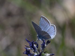 okgzl Ar Mavisi (Polyommatus vanensis)