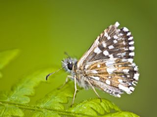 Ebegmeci Zpzp (Pyrgus malvae)