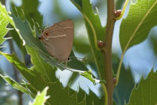 Mormee (Favonius quercus)