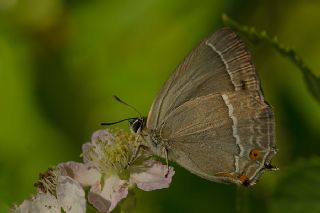 Mormee (Favonius quercus)