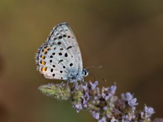 Himalaya Mavisi (Pseudophilotes vicrama)