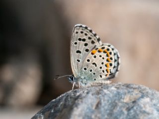 Bavius Mavisi (Pseudophilotes bavius)