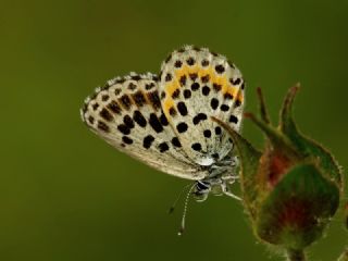 Kara Mavi (Scolitantides orion)