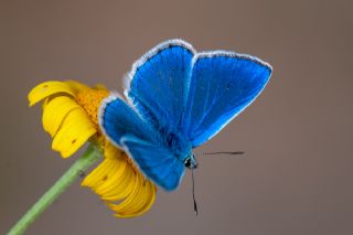 okgzl Bilgini (Polyommatus bilgini)