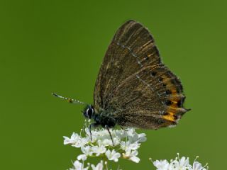 Kara Sevbeni (Satyrium pruni)