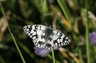 Uygur Melikesi (Melanargia russiae)