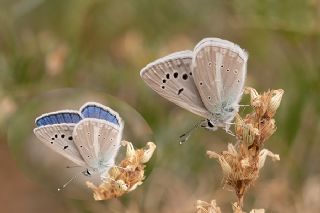 okgzl Damokles Mavisi (Polyommatus damocles)