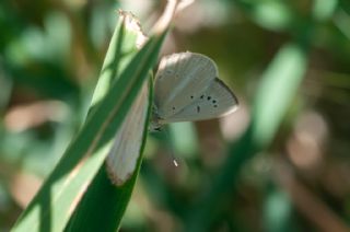 Dan�enko �okg�zl�s�&nbsp;(Polyommatus&nbsp;dantchenkoi)