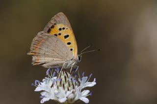 Benekli Bakr Gzeli (Lycaena phlaeas)