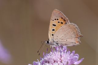 Benekli Bakr Gzeli (Lycaena phlaeas)