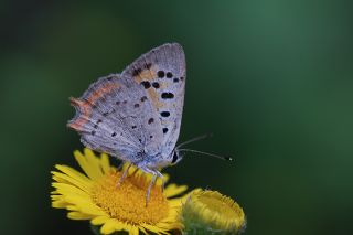 Benekli Bakr Gzeli (Lycaena phlaeas)