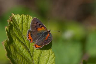 Benekli Bakr Gzeli (Lycaena phlaeas)