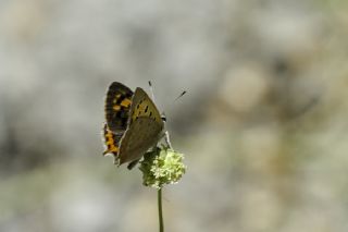 Benekli Bakr Gzeli (Lycaena phlaeas)