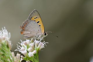 Benekli Bakr Gzeli (Lycaena phlaeas)