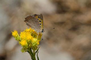 Benekli Bakr Gzeli (Lycaena phlaeas)