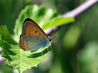 Byk Bakr Gzeli (Lycaena dispar)