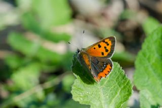 Benekli Bakr Gzeli (Lycaena phlaeas)