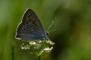 Byk Bakr Gzeli (Lycaena dispar)