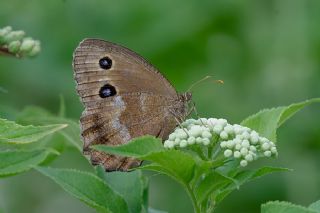 Kara Hayalet (Minois dryas)