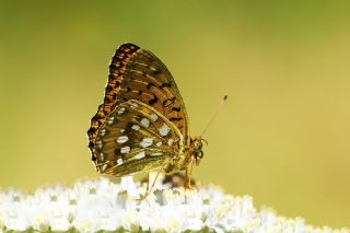 Gzel nci (Argynnis aglaja)