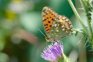 Gzel nci (Argynnis aglaja)