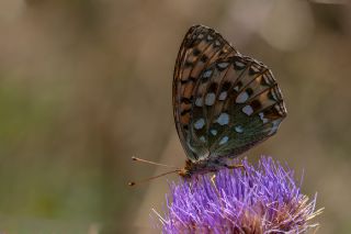 Gzel nci (Argynnis aglaja)