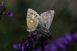 okgzl Balkan Mavisi (Aricia anteros )