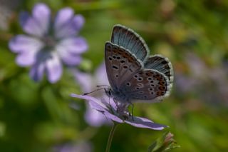 okgzl Balkan Mavisi (Aricia anteros )